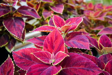 Dublin, Ireland - May 31 2025 