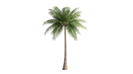 summer concept. Palm tree with intricate fronds and a slender trunk. isolated on white background
