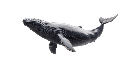 Fototapeta premium summer concept. Whale swimming gracefully in the ocean. isolated on white background