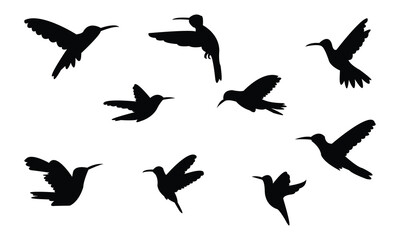 Flying Amazilia hummingbird Silhouette Design  And Vector Illustration. 