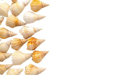 summer concept. Seashells arranged in a decorative pattern. isolated on white background