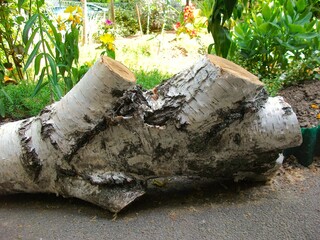 A piece of a cut tree branch lies on the sidewalk next to the pleasure garden, which was a...