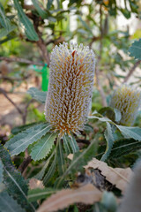 Dublin, Ireland - May 31 2025 "Botanical Gardens in Dublin"