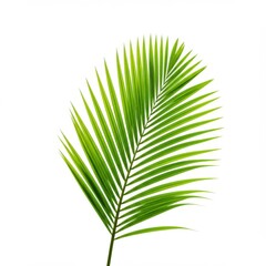 Obraz premium Single lush green palm frond isolated on white background