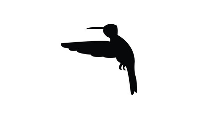 Flying Amazilia hummingbird Silhouette Design  And Vector Illustration. 
