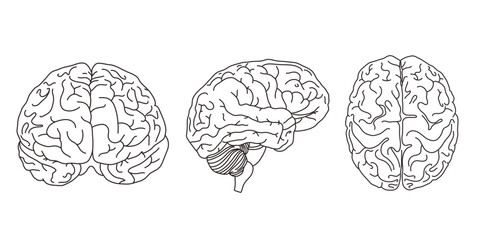 Human Brain Set from multiply angles. Front, side, top. Linear Style, Vector illustrations. Anatomy illustrations. Coloring Page