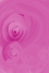 Dreamy Rose Spiral in Soft Pink

