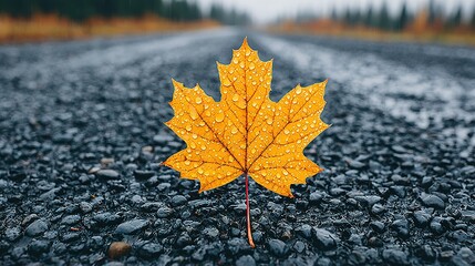 A vibrant yellow maple leaf rests on a dark gravel road.