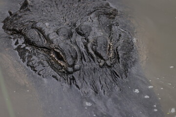 Alligator In Swamp,