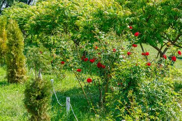 Red rose bushes blooming in public park
