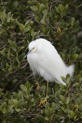 snowy egret perched on a branch