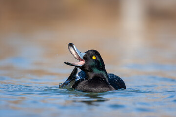 Male Tufted Duck (Aythya fuligula) in a pond.