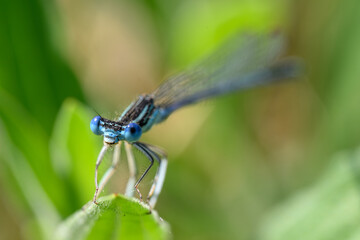 Blue-tailed damselfly