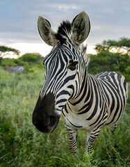 Naklejka premium African Plains: Zebra and Companion 