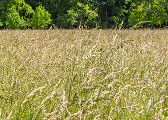 Champ printanier d’herbe fraîche et de fleurs pour le pâturage