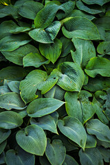 Feuilles d’hosta – Texture végétale en plein cadre