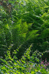 Beauté et harmonie naturelle au jardin – équilibre végétal et sérénité