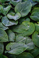 Feuilles d’hosta – Texture végétale en plein cadre