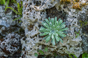 Plante grasse dans un jardin de rocaille ensoleillé