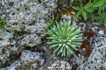 Plante grasse dans un jardin de rocaille ensoleillé