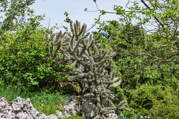 Cactus dans un jardin de rocaille ensoleillé