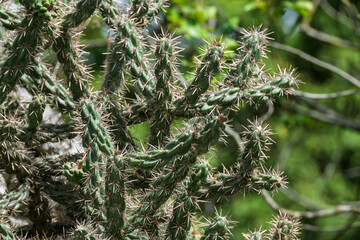 Cactus dans un jardin de rocaille ensoleillé