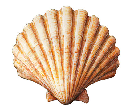 Scallop shell watercolor painting isolated on transparent background