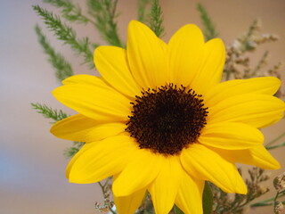 ヒマワリ　ビンセントネーブル