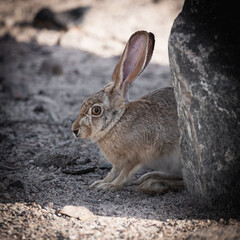 Desert Hare in Natural Habitat Behind Rock