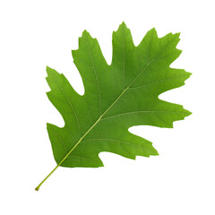 Fototapeta premium Green oak tree leaf with PNG background