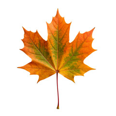 Fototapeta premium Maple leaf with PNG background