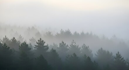 Fototapeta premium Misty Mountain Forest at Dawn