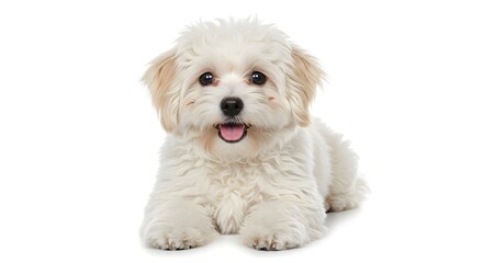 Adorable White Fluffy Puppy Lying Down on White Background