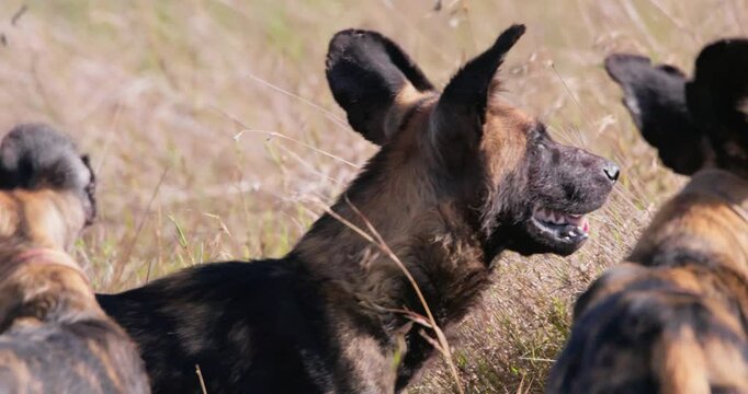 Close up of three African wild dog (Lycaon pictus) heads clustered together scanning the grassland savannah in afternoon in Kenya