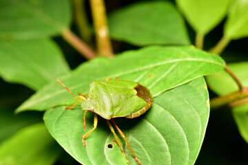 The green shield bug sits on a green leaf.