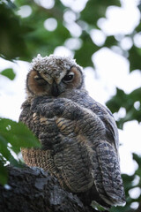 Sleepy great horned owl baby in a tree
