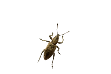 Gray beet weevil on a PNG background