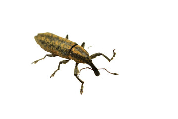Weevil called Fracknik banded on a white background