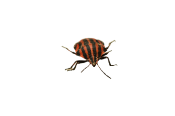 Linear shield bug, Graphosoma lineatum, on PNG background.