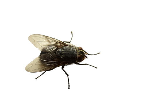 Common grey housefly on a white background.