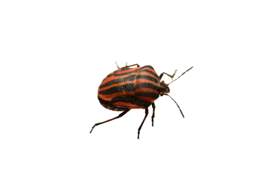 Linear shield bug, Graphosoma lineatum, on PNG background.