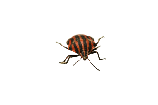 Linear shield bug, Graphosoma lineatum, on PNG background.