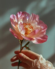 Close-up of a Delicate Pink Poppy Held by a Hand with Lace Sleeve, Golden Glitter and Soft Light