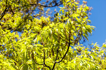 A tree with green leaves and a blue sky in the background