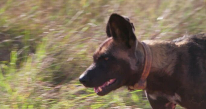 Wide gimbal tracking of collared African wild dog (Lycaon pictus) running steadily panting in savannah grassland in afternoon in Kenya