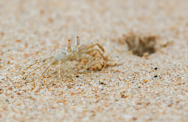 A crab is walking on the sand