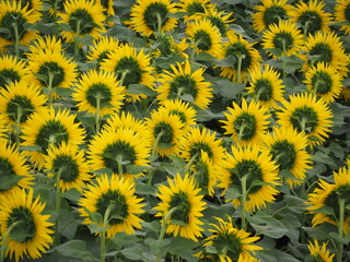 北海道　北竜町のヒマワリ畑