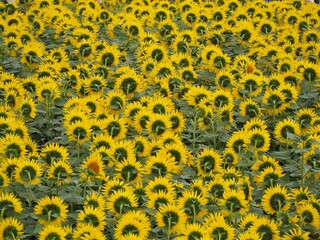北海道　北竜町のヒマワリ畑