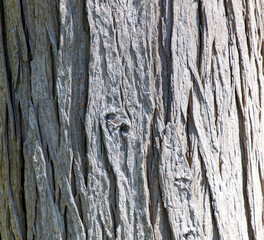 The bark of a tree is rough and textured