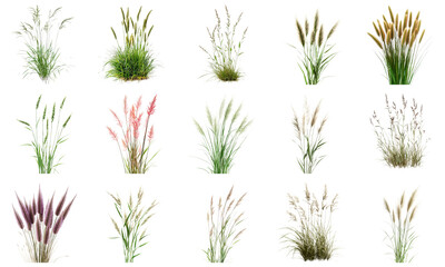 Diverse Collection of Ornamental Grasses in Various Shades and Textures for Natural Landscaping and Floral Design. Large Multiple Plant and Nature Collection Set Isolated on Transparent Background